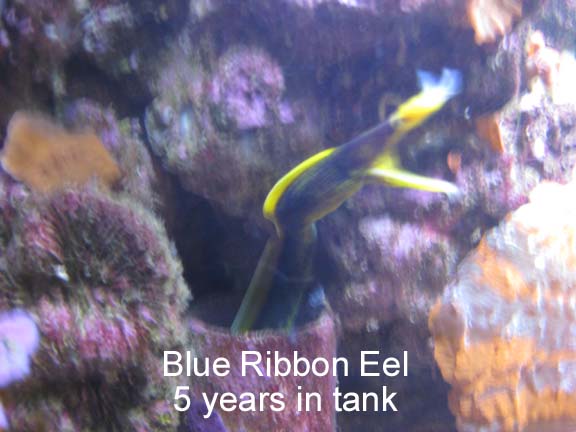 Eel5years1.jpg