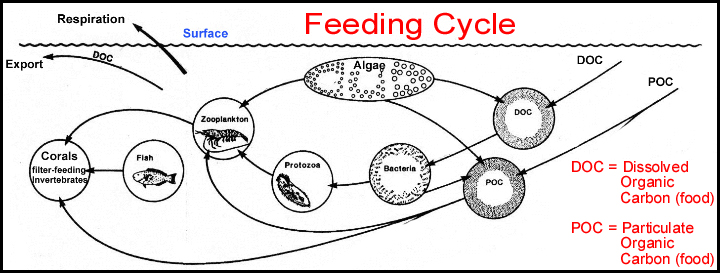 FeedingCycle.jpg
