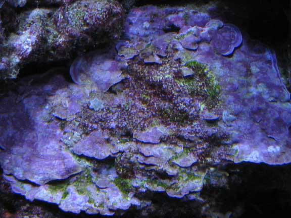 Oct2010Coralline6.jpg