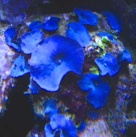 Oct2010MushroomsBlue.jpg