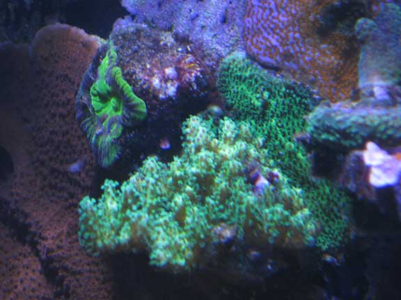 Oct2010Pocillopora.jpg